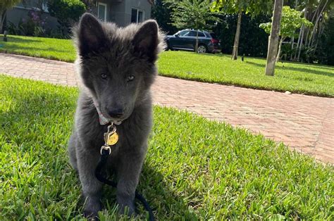 藍灣牧羊犬價格有多驚人？揭開稀有犬種的神秘面紗！