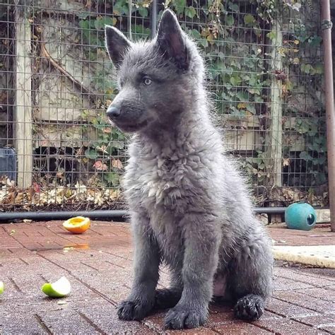 藍灣牧羊犬適合養嗎？一探這種獨特犬種的魅力！