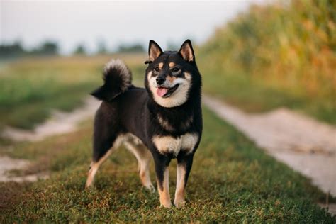 如何讓柴犬和哈士奇的毛髮閃閃發光？