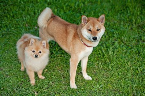 如何讓柴犬與博美的毛髮光彩奪目？