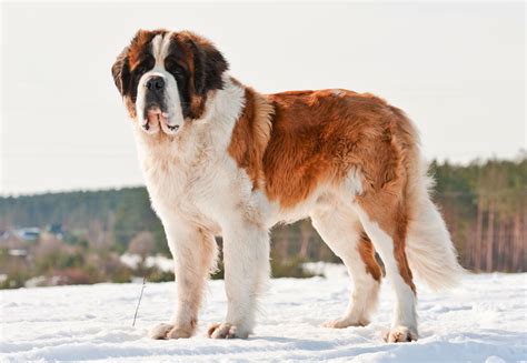 聖伯納犬的魅力何在？揭開瑞士大型犬的秘密！