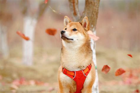 柴犬和阿拉斯加犬的飲食計劃怎麼設計才能讓毛孩健康又快樂？