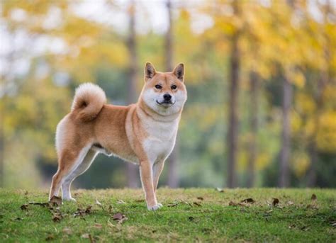 柴犬與比熊犬的健康養護建議，你準備好了嗎？