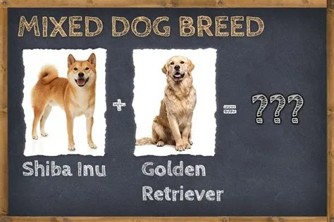 柴犬與獵犬的行為差異：誰才是你理想中的寵物夥伴？