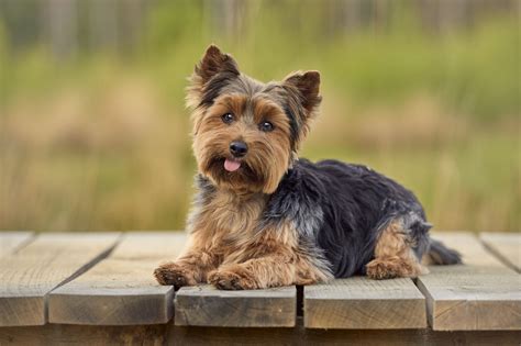 梗犬性格介紹：牠們到底有多特別？