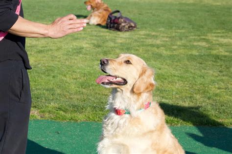 如何訓練柴犬與黃金獵犬？掌握技巧讓愛犬乖乖聽話！