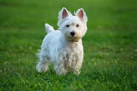 梗犬好訓練嗎？揭秘訓練秘訣及日常照顧技巧！