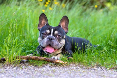 英國鬥牛犬的魅力何在？從歷史到現代家庭的完美伴侶！